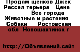 Продам щенков Джек Рассел терьера › Цена ­ 25 000 - Все города Животные и растения » Собаки   . Ростовская обл.,Новошахтинск г.